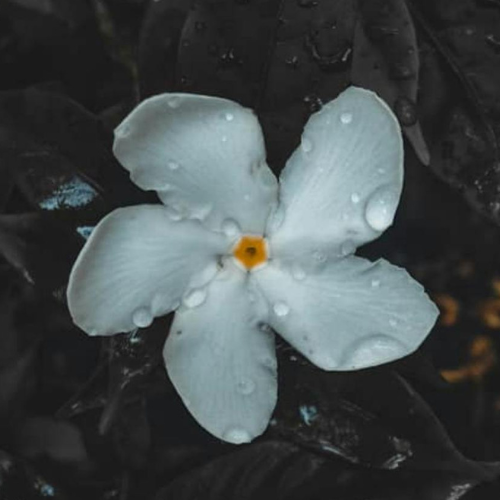 Image of a Jasmine Flower